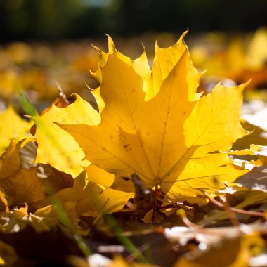 Sarı sonbahar akçaağaç yaprakları