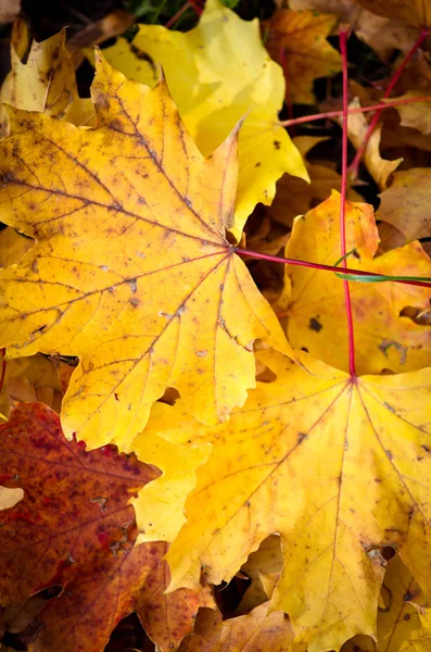 Jasny Pomarańczowy Autumn Odchodzi Wszystko — Zdjęcie stockowe