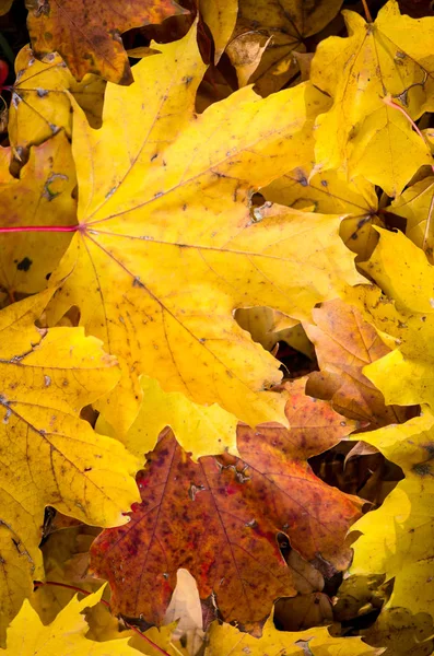 Kolorowe jesienne liście tła — Zdjęcie stockowe