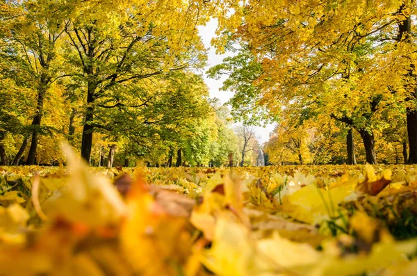 Árboles coloridos en el parque de otoño —  Fotos de Stock