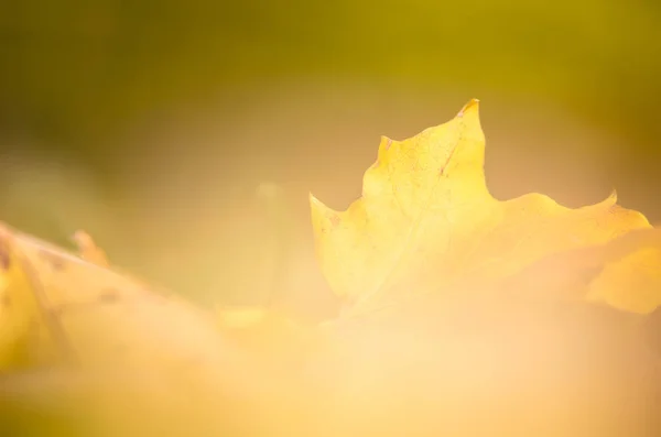 Fondo colorido de hojas de otoño — Foto de Stock