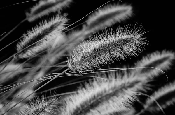 Grass black and white — Stock Photo, Image