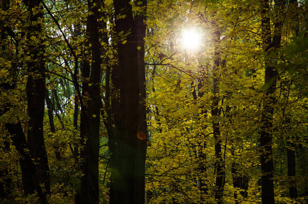 красочные осенние деревья в осеннем парке
