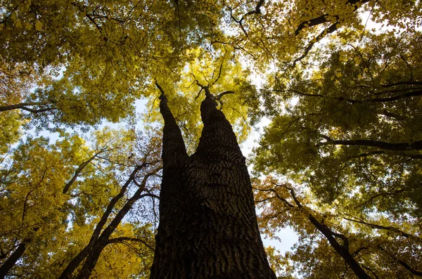 Vista a las copas de los árboles de otoño — Foto de Stock