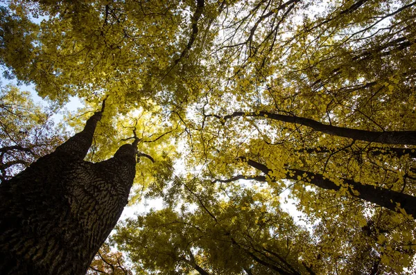 Vista a las copas de los árboles de otoño — Foto de Stock