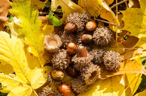 Concetto di autunno sfondo — Foto Stock