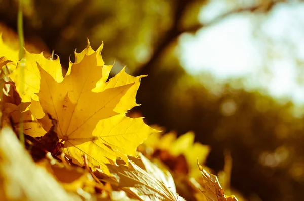 Hojas Otoño Naranja Atmósfera Otoño — Foto de Stock