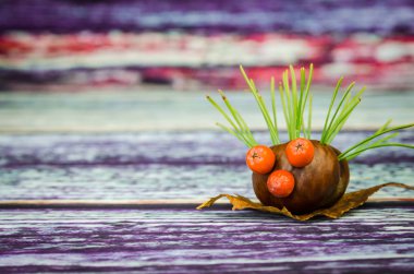 kestane dan kestane kirpi