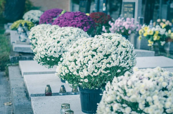 墓地に菊の花 — ストック写真