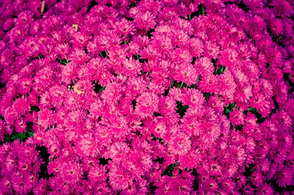 Fondo de flores de crisantemo rosa — Foto de Stock