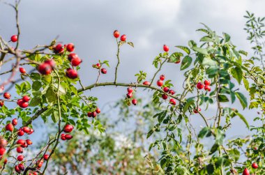 sağlıklı kırmızı kuşburnu bush