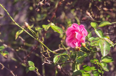 Gül ve gül hip yeşil arka planda