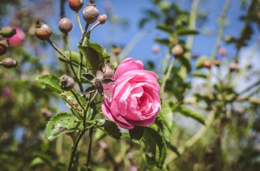 çiçek açması pembe gül ve gül hip yeşil yaprakları arka planda
