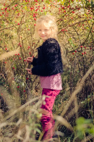 Adorável Menina Colhendo Saudável Rosa Frutas Quadril Briar Buch — Fotografia de Stock