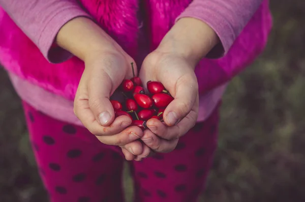 Sosteniendo Rosa Mosqueta Roja Otoño Mano —  Fotos de Stock