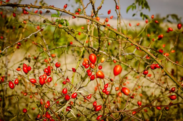 Frutti Bacca Radica Rossa Nella Natura Autunnale — Foto Stock