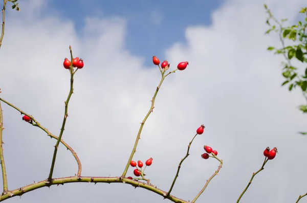 Bayas Cerda Roja Otoño — Foto de Stock