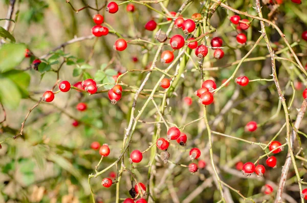 Rote herbstliche Hagebutte — Stockfoto