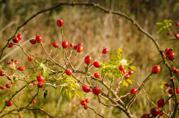 Rote Beeren Der Herbstlichen Natur — Stockfoto