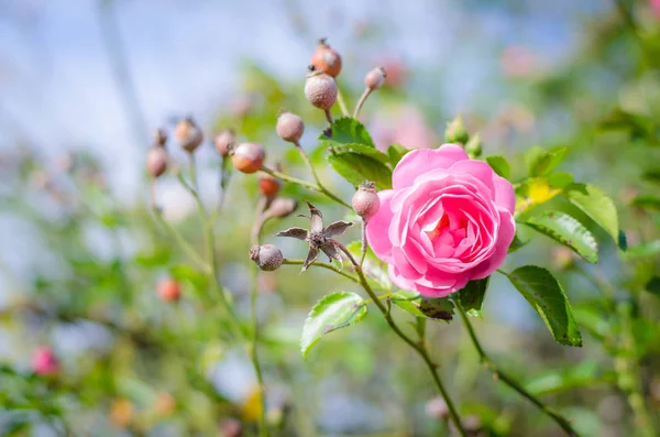 Rosa rosa flor y hojas verdes — Foto de Stock