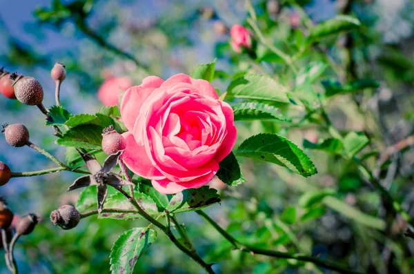 Rosa Rosenblüte — Stockfoto