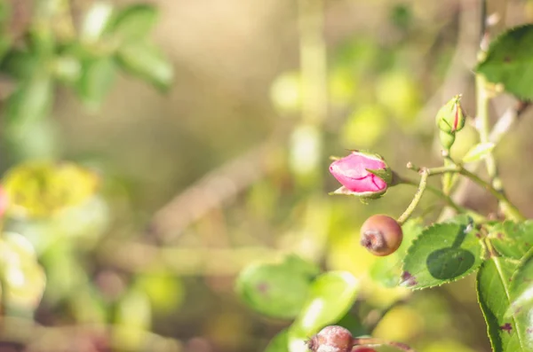 Red autumn rose hip fruit and rose flower — Stock Photo, Image