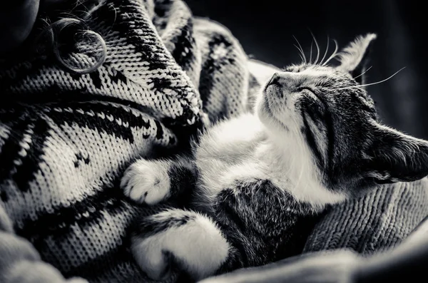 Lovely Sleeping Pet Cat Detail — Stock Photo, Image