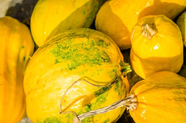 Turuncu kabak ayrıntı grubu