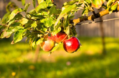Kırmızı Olgun elma ağacında