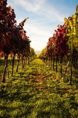 renkli sonbahar bağ