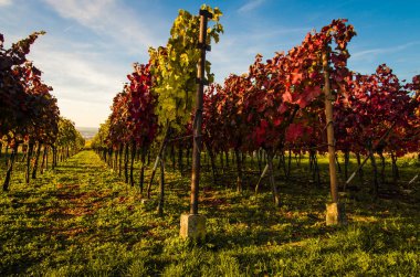 sonbahar renkli bağ