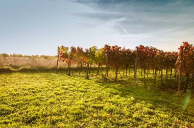 renkli sonbahar bağ