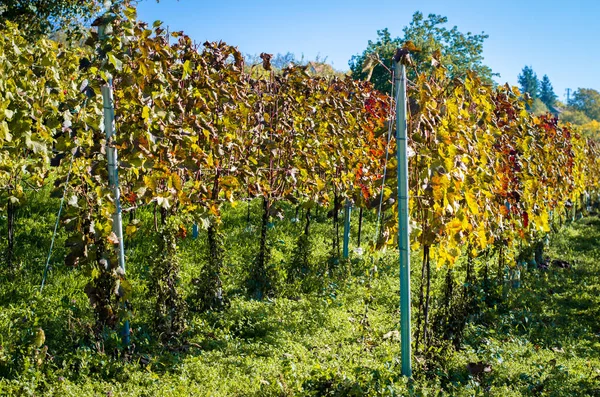 Colorful autumn vineyard — Stock Photo, Image