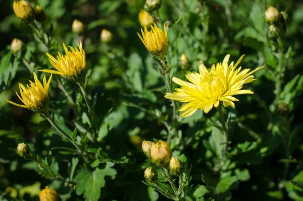 Flor de crisântemo amarelo — Fotografia de Stock