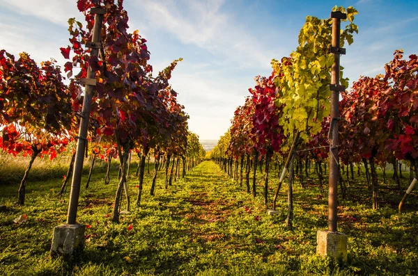 Colorful Vineyard Autumn Time — Stock Photo, Image