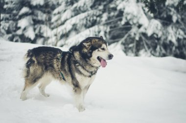 Malamute köpek kış doğada