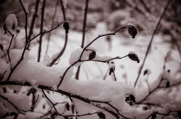 Kvistar Som Täcks Snö Vintertid — Stockfoto