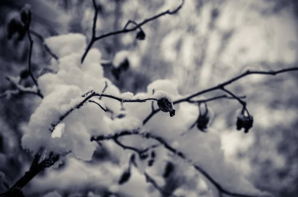 Rami di radica ricoperti di neve — Foto Stock