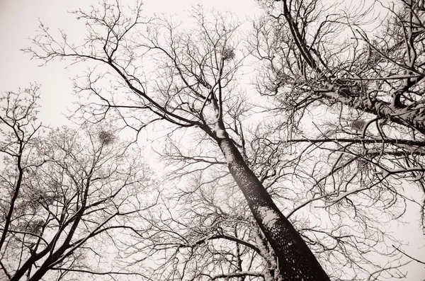Stromy v zimě sněhová pokrývka — Stock fotografie