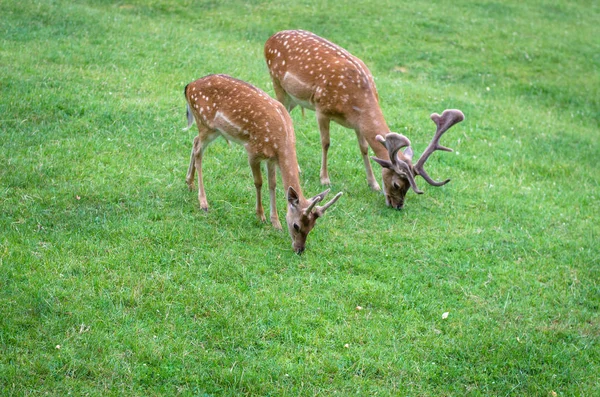 Doe Deer Eating Grass Meadow — Stock Photo, Image