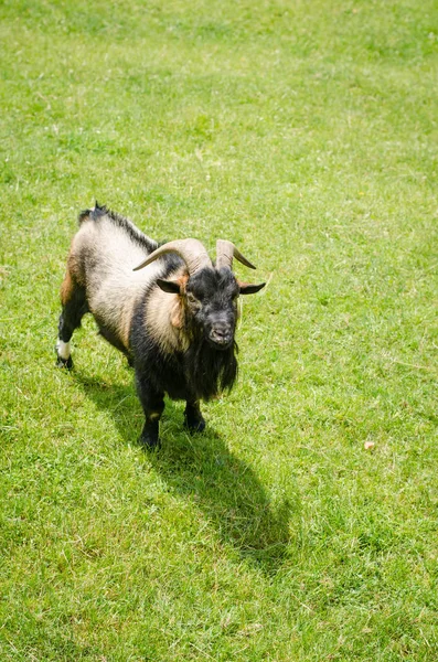 Billy-goat animal — Stock Photo, Image