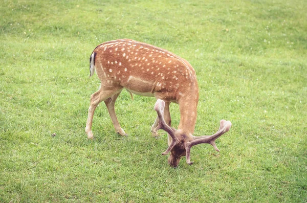 Deer Eating Grass Meadow — Stock Photo, Image