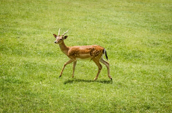 Beautiful young doe — Stock Photo, Image