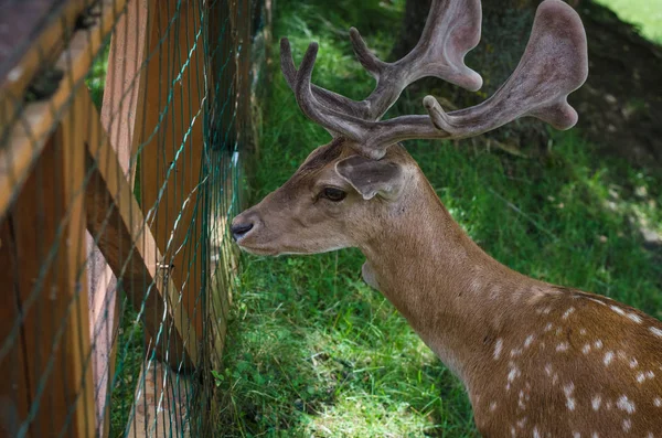 Beautiful young deer — Stock Photo, Image
