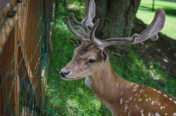 Beautiful young deer — Stock Photo, Image