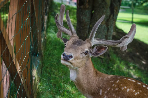 Little Young Deer Fence — Stock Photo, Image