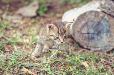 sevimli sevimli kedicik kedi siyah mavi gözlü yürümeye kalkışmasını beyaz