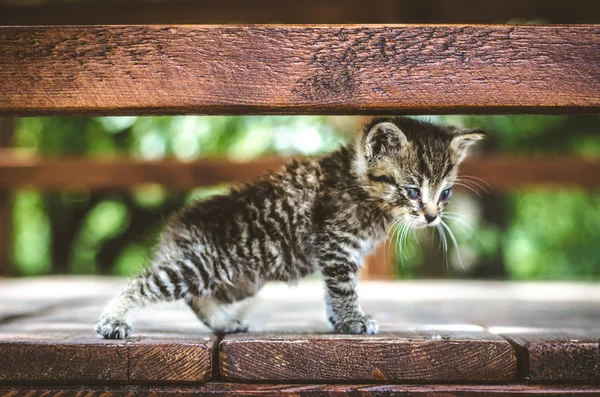 愛らしいかわいい子猫猫黒の歩くしようとすると 青い目をした白 — ストック写真