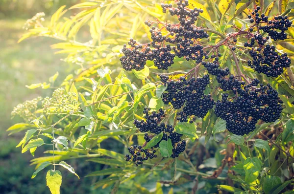 Gesunde Reife Schwarze Holunderbeeren — Stockfoto