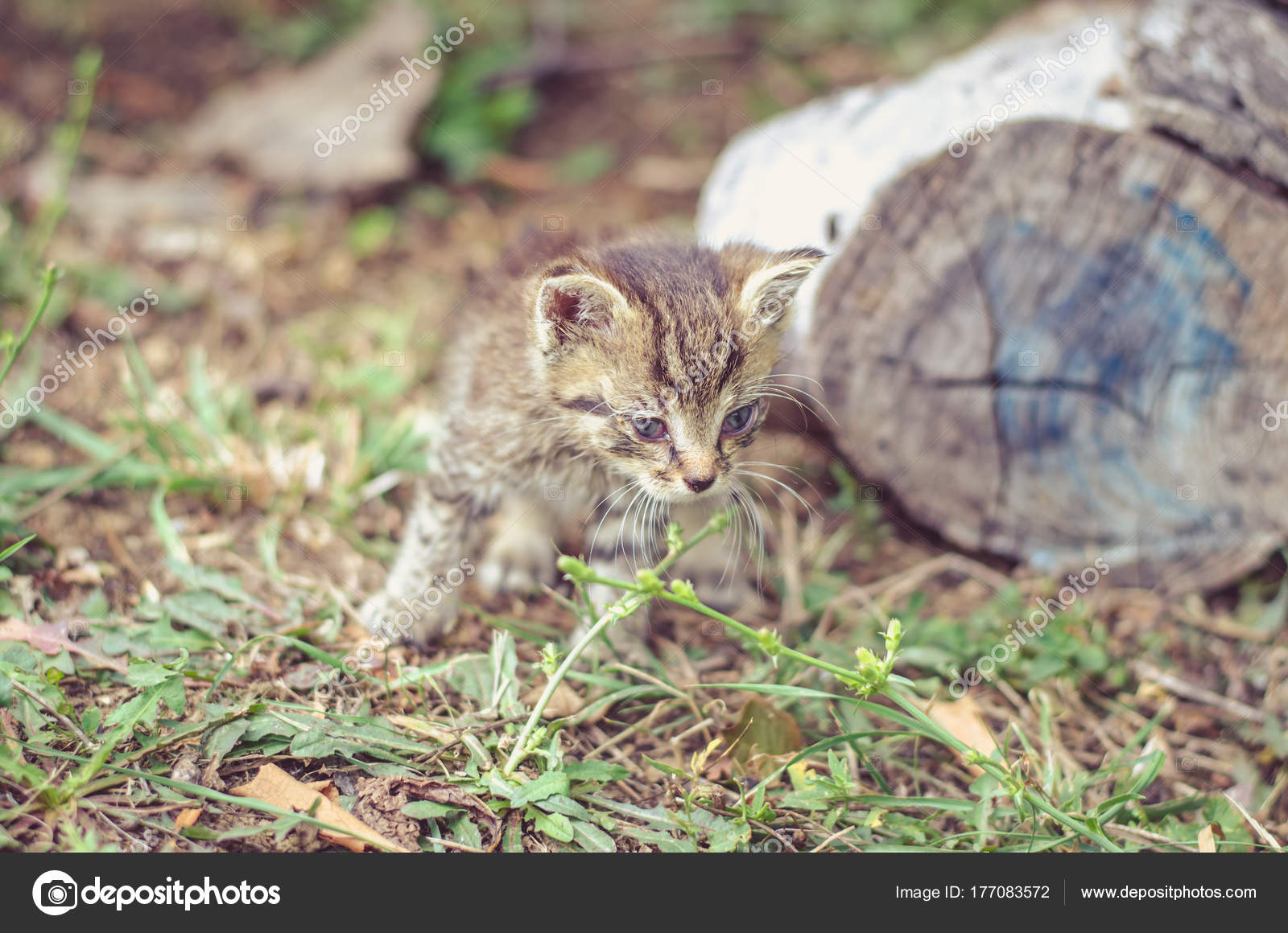 Gatto Cucciolo Grigio Bianco Con Gli Occhi Azzurri Foto Stock